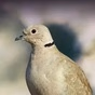 BirdsRelax logo