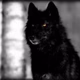 Logo de Dark Wolf Radio